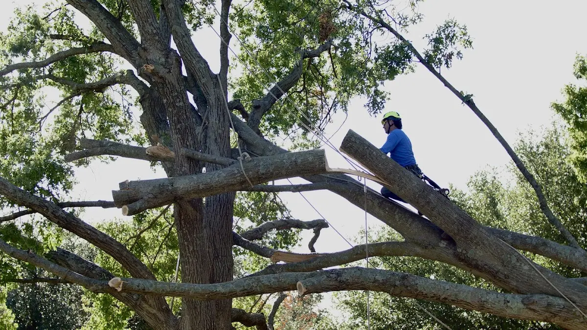 Professional Crown Thinning performed by certified arborists in Elizabethville
